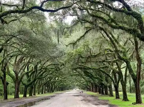 Wormsloe-Historic-Site-entrance-Savannah