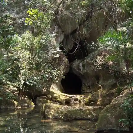 belize forest